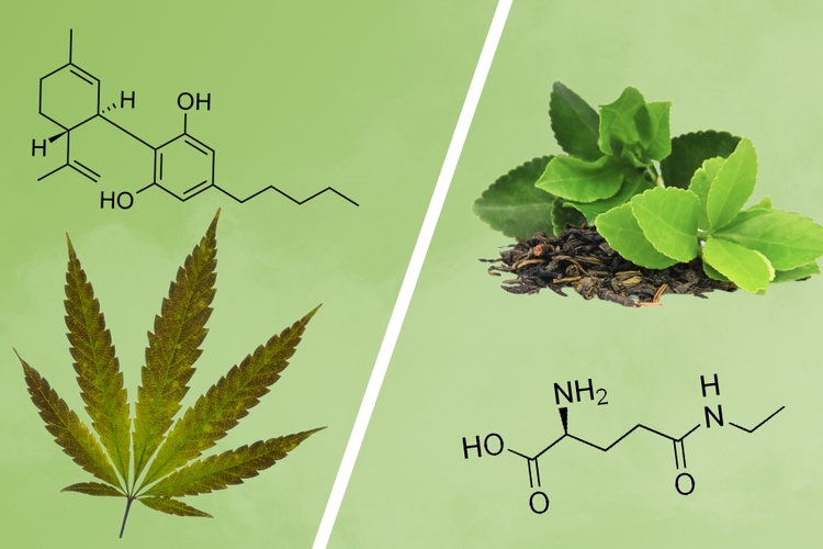 L-Theanine And Weed - How Do You Stack It?