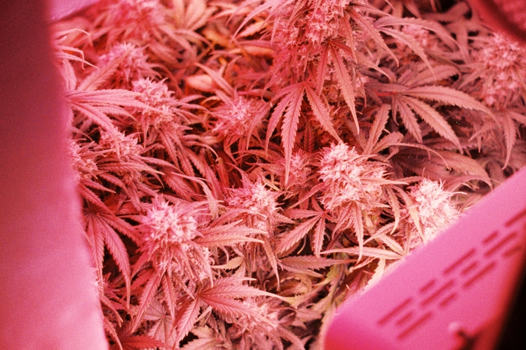 Weed Snapchat — Best Accounts to Follow!