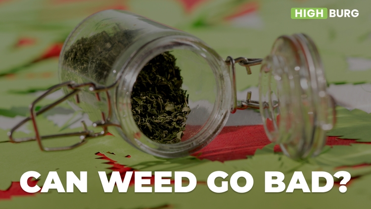 Can Weed Go Bad? An Investigation Into Cannabis Spoilage