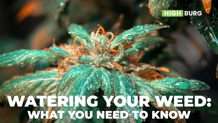 Watering Your Weed: What You Need To Know
